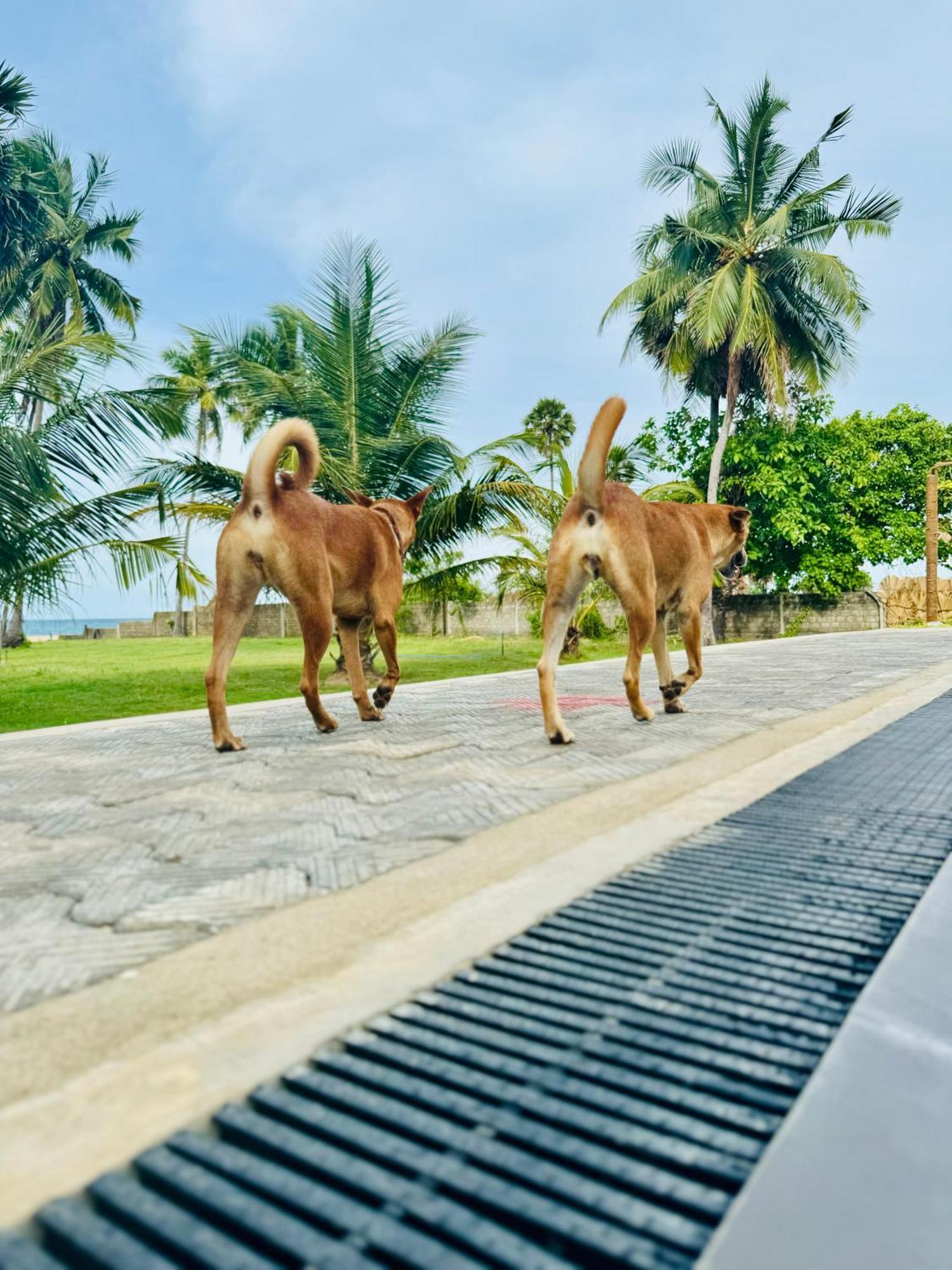 108 Palms Beach Resort Trincomalee Exterior foto